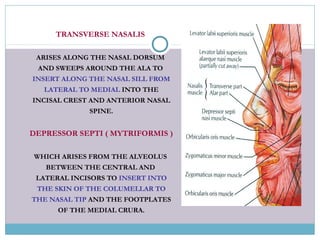 TRANSVERSE NASALIS
ARISES ALONG THE NASAL DORSUM
AND SWEEPS AROUND THE ALA TO
INSERT ALONG THE NASAL SILL FROM
LATERAL TO MEDIAL INTO THE
INCISAL CREST AND ANTERIOR NASAL
SPINE.
DEPRESSOR SEPTI ( MYTRIFORMIS )
WHICH ARISES FROM THE ALVEOLUS
BETWEEN THE CENTRAL AND
LATERAL INCISORS TO INSERT INTO
THE SKIN OF THE COLUMELLAR TO
THE NASAL TIP AND THE FOOTPLATES
OF THE MEDIAL CRURA.
 