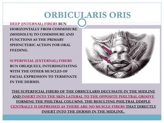 ORBICULARIS ORIS
DEEP (INTERNAL) FIBERS RUN
HORIZONTALLY FROM COMMISSURE
(MODIOLUS) TO COMMISSURE AND
FUNCTIONS AS THE PRIMARY
SPHINCTERIC ACTION FOR ORAL
FEEDING.
SUPERFICIAL (EXTERNAL) FIBERS
RUN OBLIQUELY, INTERDIGITATING
WITH THE OTHER MUSCLES OF
FACIAL EXPRESSION TO TERMINATE
IN THE DERMIS.
THE SUPERFICIAL FIBERS OF THE ORBICULARIS DECUSSATE IN THE MIDLINE
AND INSERT INTO THE SKIN LATERAL TO THE OPPOSITE PHILTRAL GROOVE
FORMING THE PHILTRAL COLUMNS. THE RESULTING PHILTRAL DIMPLE
CENTRALLY IS DEPRESSED AS THERE ARE NO MUSCLE FIBERS THAT DIRECTLY
INSERT INTO THE DERMIS IN THE MIDLINE.
 