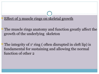 Effect of 3 muscle rings on skeletal growth
The muscle rings anatomy and function greatly affect the
growth of the underlying skeleton
The integrity of 1st
ring ( often disrupted in cleft lip) is
fundamental for sustaining and allowing the normal
function of other 2
 