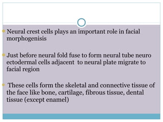 Neural crest cells plays an important role in facial
morphogenisis
Just before neural fold fuse to form neural tube neuro
ectodermal cells adjacent to neural plate migrate to
facial region
 These cells form the skeletal and connective tissue of
the face like bone, cartilage, fibrous tissue, dental
tissue (except enamel)
 