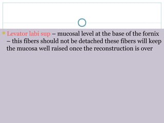 Levator labi sup – mucosal level at the base of the fornix
– this fibers should not be detached these fibers will keep
the mucosa well raised once the reconstruction is over
 