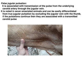 8 clinical examination of cardiovascular system in animals | PDF