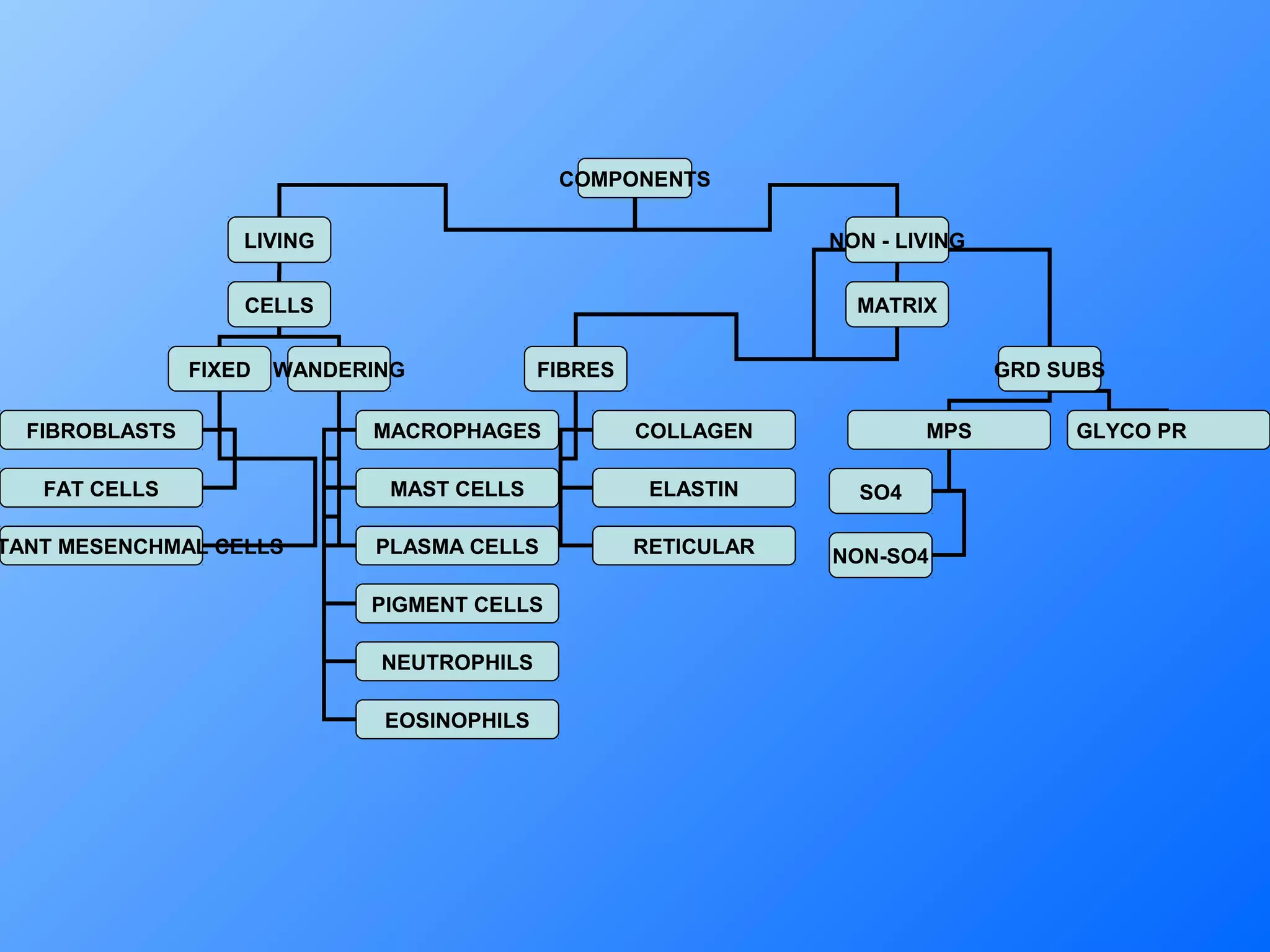 8 Connective Tissue Ppt