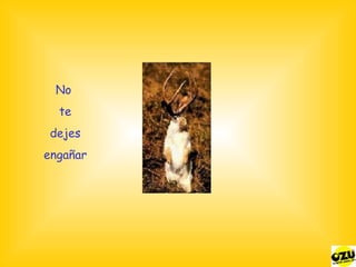 No  te dejes engañar ¯°º¤ø Lobo ø¤º°¯ 