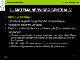 2.- SISTEMA NERVIOSO CENTRAL V MÉDULA ESPINAL Estructura delgada del grosor del dedo meñique Alojada en columna vertebral Parte ext sustancia blanca e interna gris (forma mariposa) Funciones: Vía nerviosa a través de la cual ascienden mensajes al encéfalo y por dónde descienden las órdenes desde el encéfalo al resto de los órganos De ella parten 31 pares de  nervios raquídeos o espinales Gobierna algunos movimientos reflejos: Ej. retirar mano 