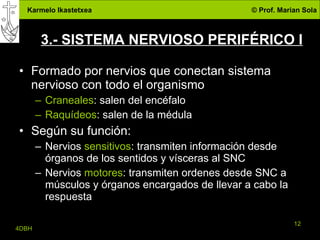 3.- SISTEMA NERVIOSO PERIFÉRICO I Formado por nervios que conectan sistema nervioso con todo el organismo Craneales : salen del encéfalo Raquídeos : salen de la médula Según su función: Nervios  sensitivos : transmiten información desde órganos de los sentidos y vísceras al SNC Nervios  motores : transmiten ordenes desde SNC a músculos y órganos encargados de llevar a cabo la respuesta 