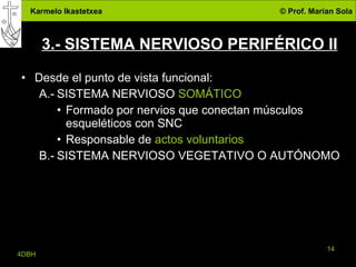3.- SISTEMA NERVIOSO PERIFÉRICO II Desde el punto de vista funcional: A.- SISTEMA NERVIOSO  SOMÁTICO Formado por nervios que conectan músculos esqueléticos con SNC Responsable de  actos voluntarios B.- SISTEMA NERVIOSO VEGETATIVO O AUTÓNOMO 