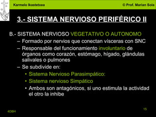 3.- SISTEMA NERVIOSO PERIFÉRICO II B.- SISTEMA NERVIOSO  VEGETATIVO O AUTONOMO Formado por nervios que conectan vísceras con SNC Responsable del funcionamiento  involuntario  de órganos como corazón, estómago, hígado, glándulas salivales o pulmones Se subdivide en: Sistema Nervioso Parasimpático:  Sistema nervioso Simpático Ambos son antagónicos, si uno estimula la actividad el otro la inhibe 