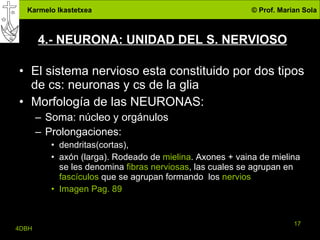 4.- NEURONA: UNIDAD DEL S. NERVIOSO El sistema nervioso esta constituido por dos tipos de cs: neuronas y cs de la glia Morfología de las NEURONAS: Soma: núcleo y orgánulos Prolongaciones:  dendritas(cortas),  axón (larga). Rodeado de  mielina . Axones + vaina de mielina se les denomina  fibras nerviosas , las cuales se agrupan en  fascículos  que se agrupan formando  los  nervios Imagen Pag. 89 