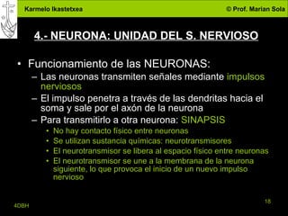 4.- NEURONA: UNIDAD DEL S. NERVIOSO Funcionamiento de las NEURONAS: Las neuronas transmiten señales mediante  impulsos nerviosos El impulso penetra a través de las dendritas hacia el soma y sale por el axón de la neurona Para transmitirlo a otra neurona:  SINAPSIS No hay contacto físico entre neuronas Se utilizan sustancia químicas: neurotransmisores El neurotransmisor se libera al espacio físico entre neuronas El neurotransmisor se une a la membrana de la neurona siguiente, lo que provoca el inicio de un nuevo impulso nervioso 
