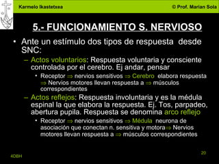 5.- FUNCIONAMIENTO S. NERVIOSO Ante un estímulo dos tipos de respuesta  desde SNC: Actos voluntarios : Respuesta voluntaria y consciente controlada por el cerebro. Ej andar, pensar Receptor     nervios sensitivos     Cerebro   elabora respuesta    Nervios motores llevan respuesta a    músculos correspondientes Actos reflejos : Respuesta involuntaria y es la médula espinal la que elabora la respuesta. Ej. Tos, parpadeo, abertura pupila. Respuesta se denomina  arco reflejo Receptor     nervios sensitivos     Médula   neurona de asociación que conectan n. sensitiva y motora   Nervios motores llevan respuesta a    músculos correspondientes 