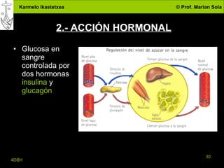 2.- ACCIÓN HORMONAL Glucosa en sangre controlada por dos hormonas  insulina  y  glucagón 