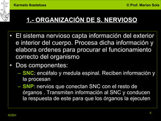 1.- ORGANIZACIÓN DE S. NERVIOSO El sistema nervioso capta información del exterior e interior del cuerpo. Procesa dicha información y elabora ordenes para procurar el funcionamiento correcto del organismo Dos componentes: SNC : encéfalo y medula espinal. Reciben información y la procesan SNP : nervios que conectan SNC con el resto de órganos . Transmiten información al SNC y conducen la respuesta de este para que los órganos la ejecuten 
