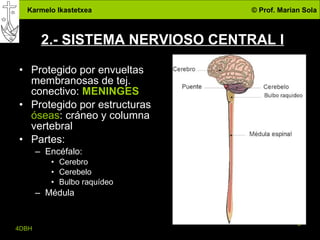 2.- SISTEMA NERVIOSO CENTRAL I Protegido por envueltas membranosas de tej. conectivo:  MENINGES Protegido por estructuras  óseas : cráneo y columna vertebral Partes: Encéfalo: Cerebro Cerebelo Bulbo raquídeo Médula 