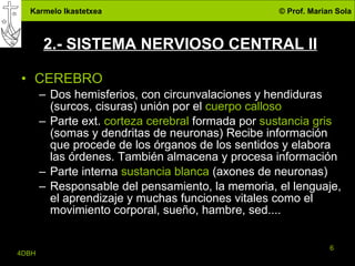2.- SISTEMA NERVIOSO CENTRAL II CEREBRO Dos hemisferios, con circunvalaciones y hendiduras (surcos, cisuras) unión por el  cuerpo calloso Parte ext.  corteza cerebral  formada por  sustancia gris  (somas y dendritas de neuronas) Recibe información que procede de los órganos de los sentidos y elabora las órdenes. También almacena y procesa información Parte interna  sustancia blanca  (axones de neuronas) Responsable del pensamiento, la memoria, el lenguaje, el aprendizaje y muchas funciones vitales como el  movimiento corporal, sueño, hambre, sed.... 