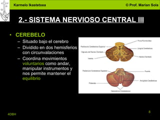2.- SISTEMA NERVIOSO CENTRAL III CEREBELO Situado bajo el cerebro Dividido en dos hemisferios con circunvalaciones Coordina movimientos  voluntarios  como andar, manipular instrumentos y nos permite mantener el  equilibrio 