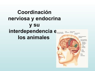 Coordinación nerviosa y endocrina y su interdependencia en los animales   