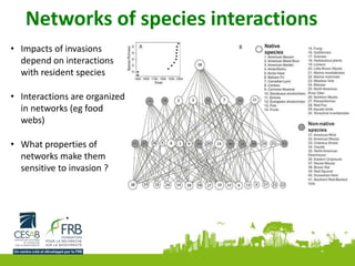 Networks of species interactions
• Impacts of invasions
depend on interactions
with resident species
• Interactions are organized
in networks (eg food
webs)
• What properties of
networks make them
sensitive to invasion ?
 