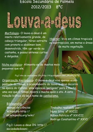 Morfologia- O louva-a-deus é um
inseto relativamente grande, de
cabeça triangular, tórax estreito
com pronoto e abdómen bem
desenvolvido, têm cor verde ou
castanha, e possui antenas curtas
e delgadas.
Habitat -Vive em climas tropicais
ou subtropicais, em matas e áreas
de muita vegetação.
Nicho ecológico- Alimenta-se de insetos mais
pequenos que ele.
Bibliografia:
Manual de ciências
Wikipédia-http://
pt.wikipedia.org/wiki/
Trabalho realizado por:
Nuno Silva nº XXIII
Rúben Patrício nº XXVIII
Rodrigo Constantino nº XXVI
Fig.1– Louva-a-deus IN: http://
sociedadedosani-
Organização hierárquica- O louva-a-deus vive apenas acom-
panhado da fêmea, o acasalamento do louva-a-deus decorre
na época do Outono, essa época é “perigosa” para o macho,
uma vez que a fêmea devora o macho após o ato. A esta
relação biótica dá-se o nome de canibalismo.
Escola Secundária de Palmela
2012/2013 8ºC
Fig.2 Ato de canibalismo IN: http://4.bp.blogspot.com/_PFy19iy0sTk/
 