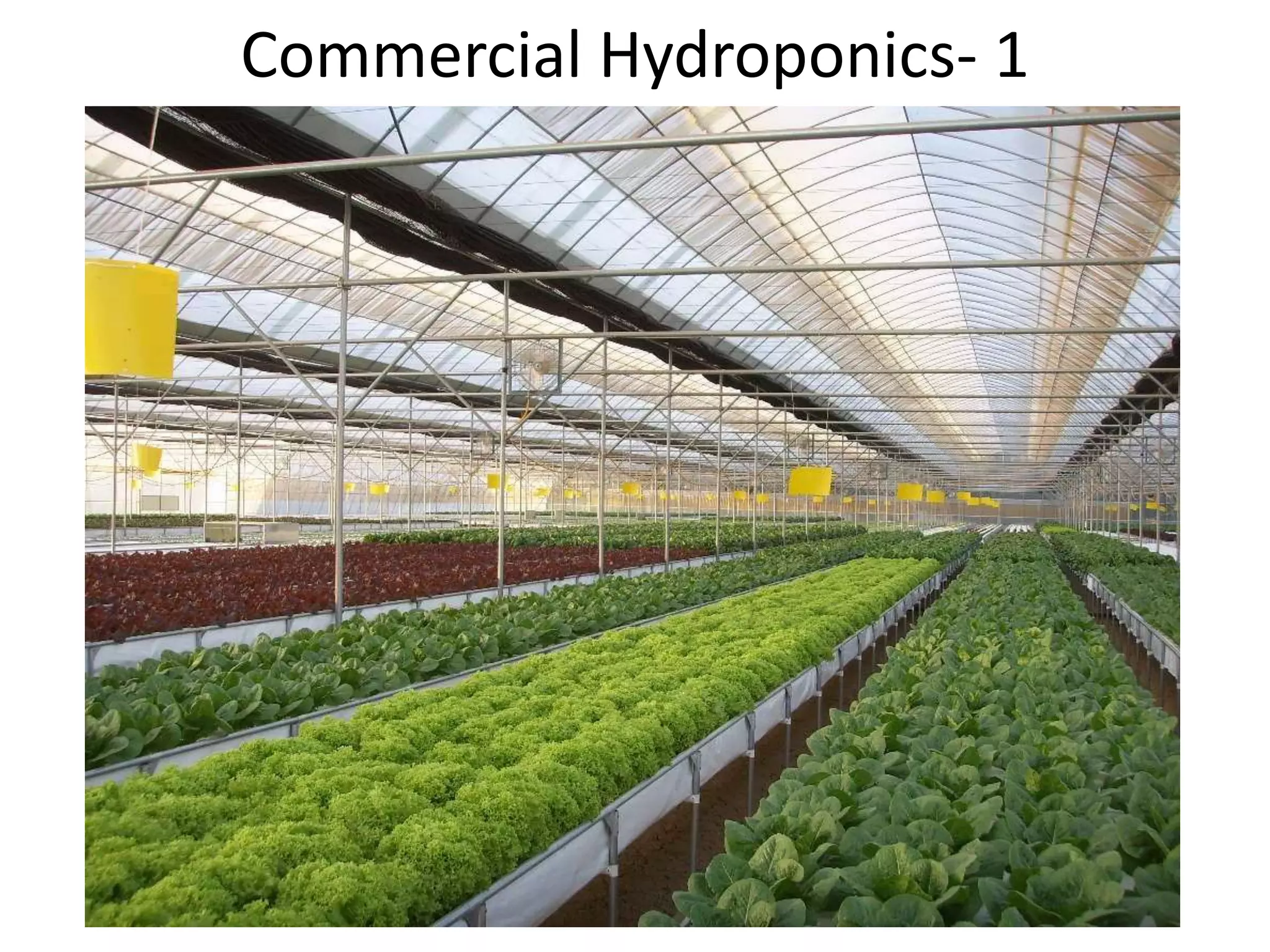 Commercial Hydroponics- 1
 