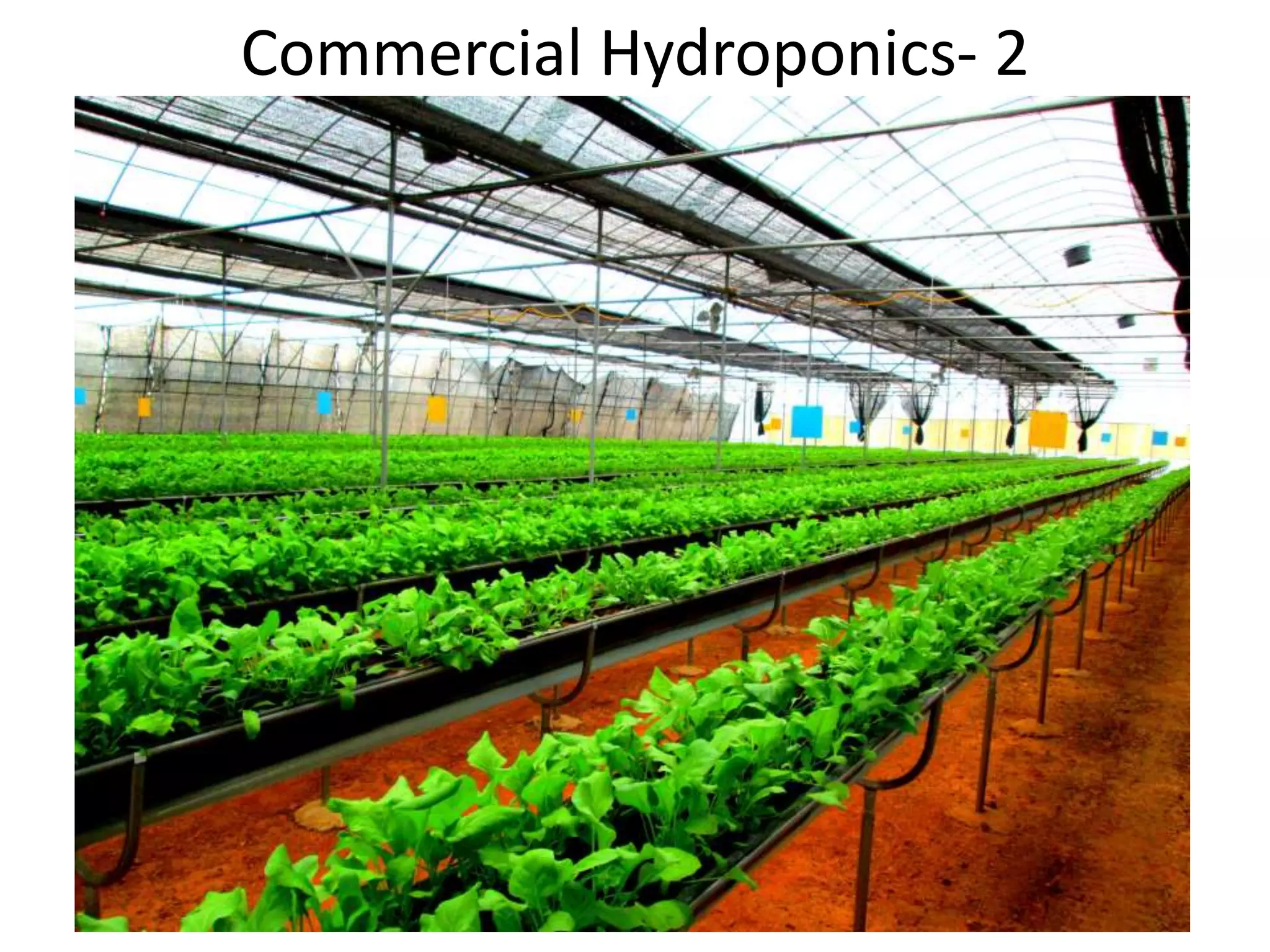 Commercial Hydroponics- 2
 