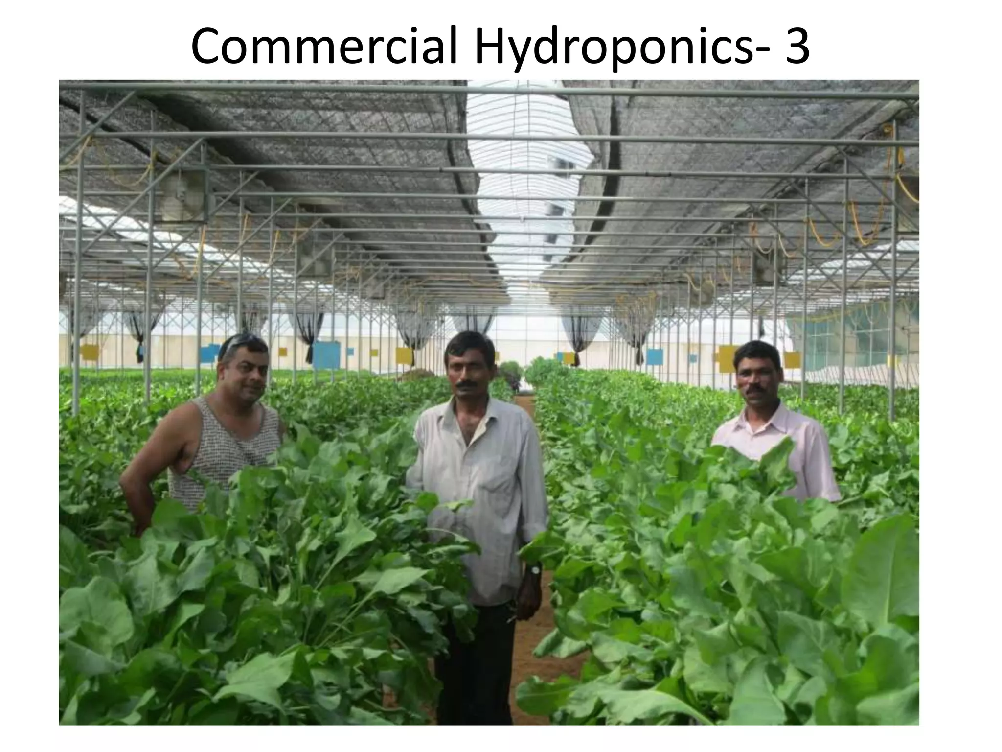 Commercial Hydroponics- 3
 