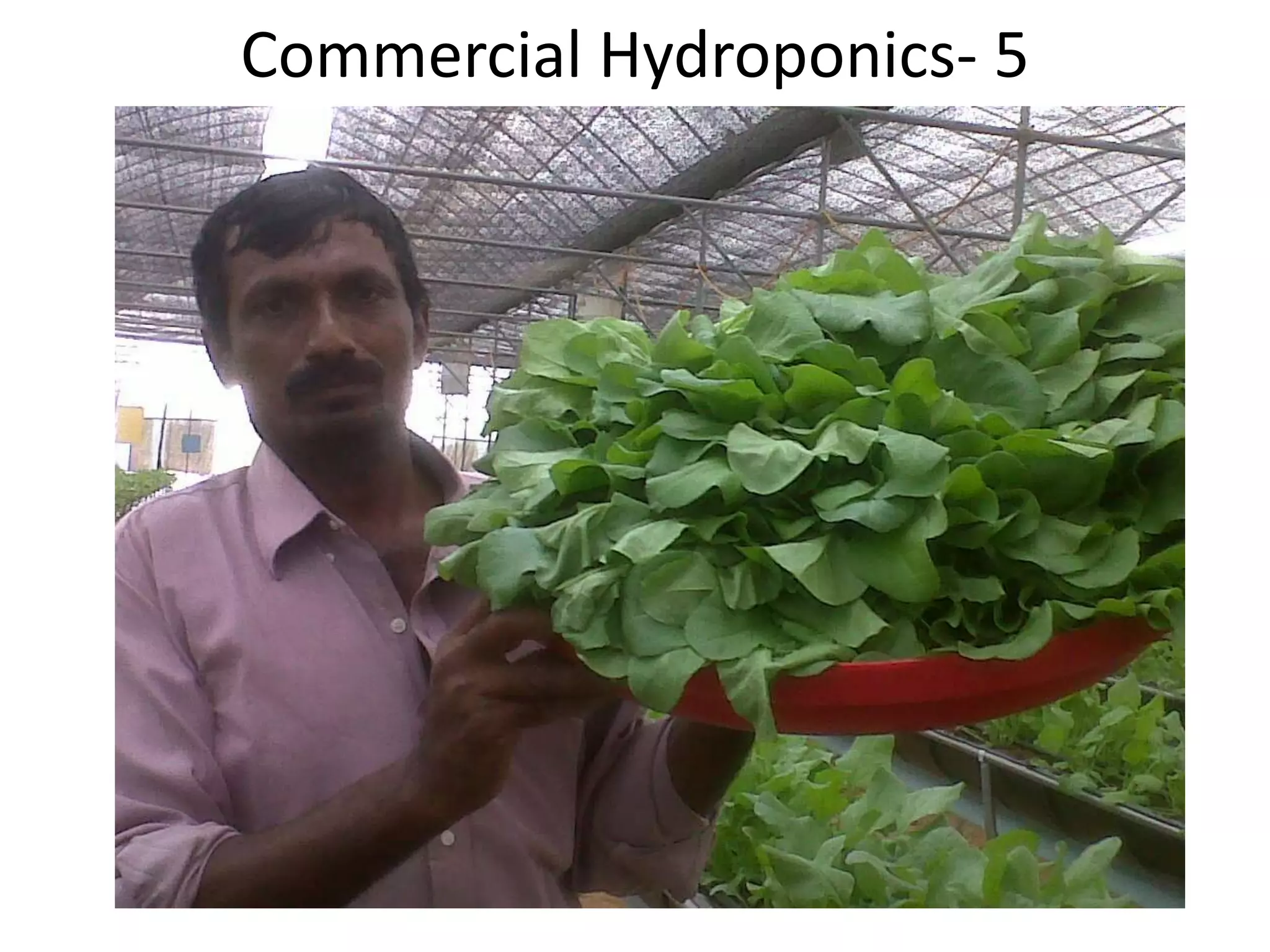 Commercial Hydroponics- 5
 