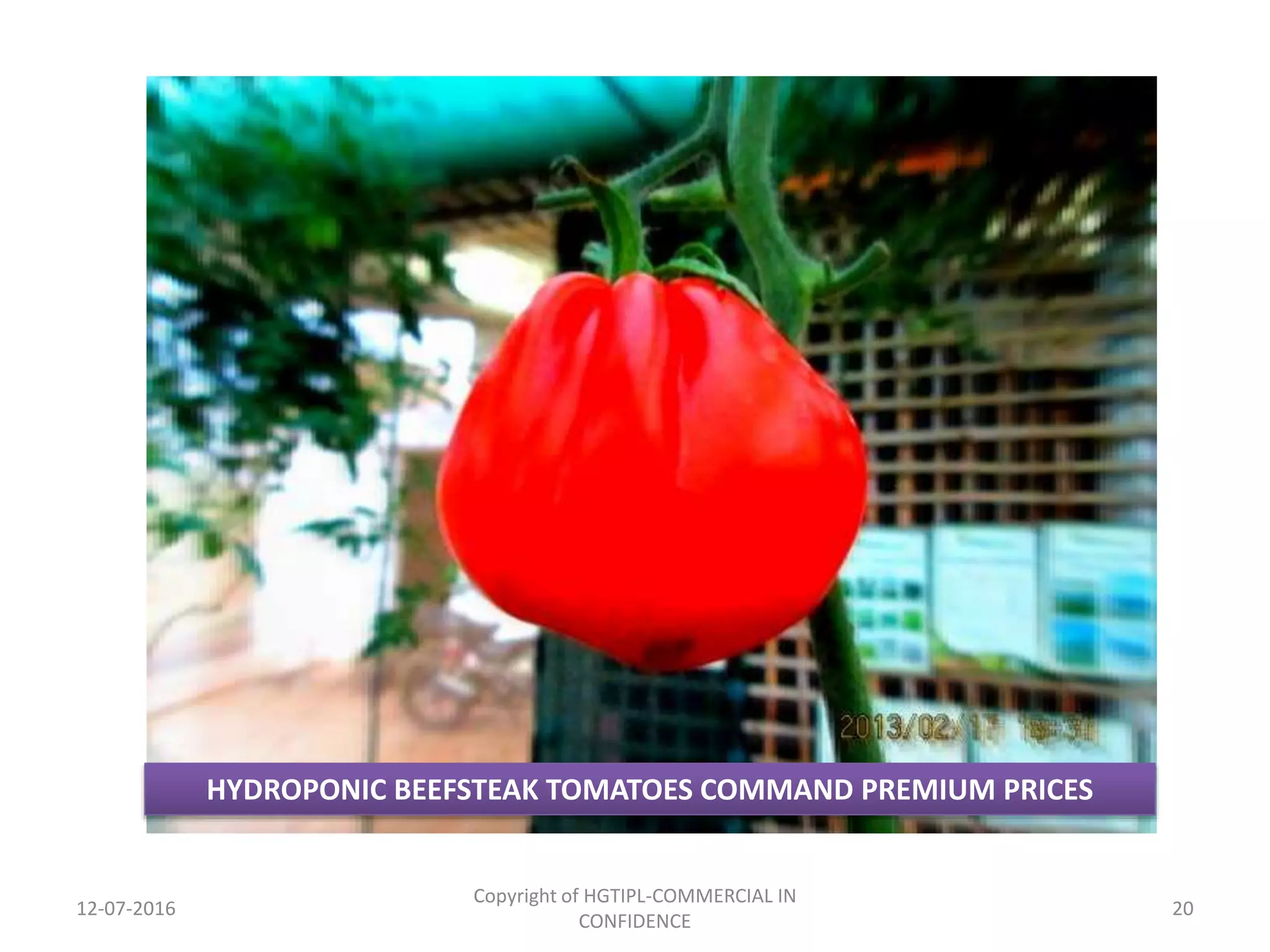 12-07-2016
Copyright of HGTIPL-COMMERCIAL IN
CONFIDENCE
20
HYDROPONIC BEEFSTEAK TOMATOES COMMAND PREMIUM PRICES
 