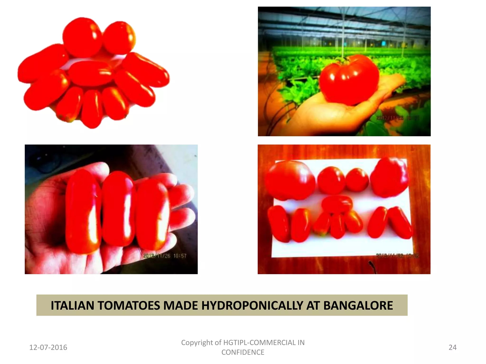 12-07-2016
Copyright of HGTIPL-COMMERCIAL IN
CONFIDENCE
24
ITALIAN TOMATOES MADE HYDROPONICALLY AT BANGALORE
 