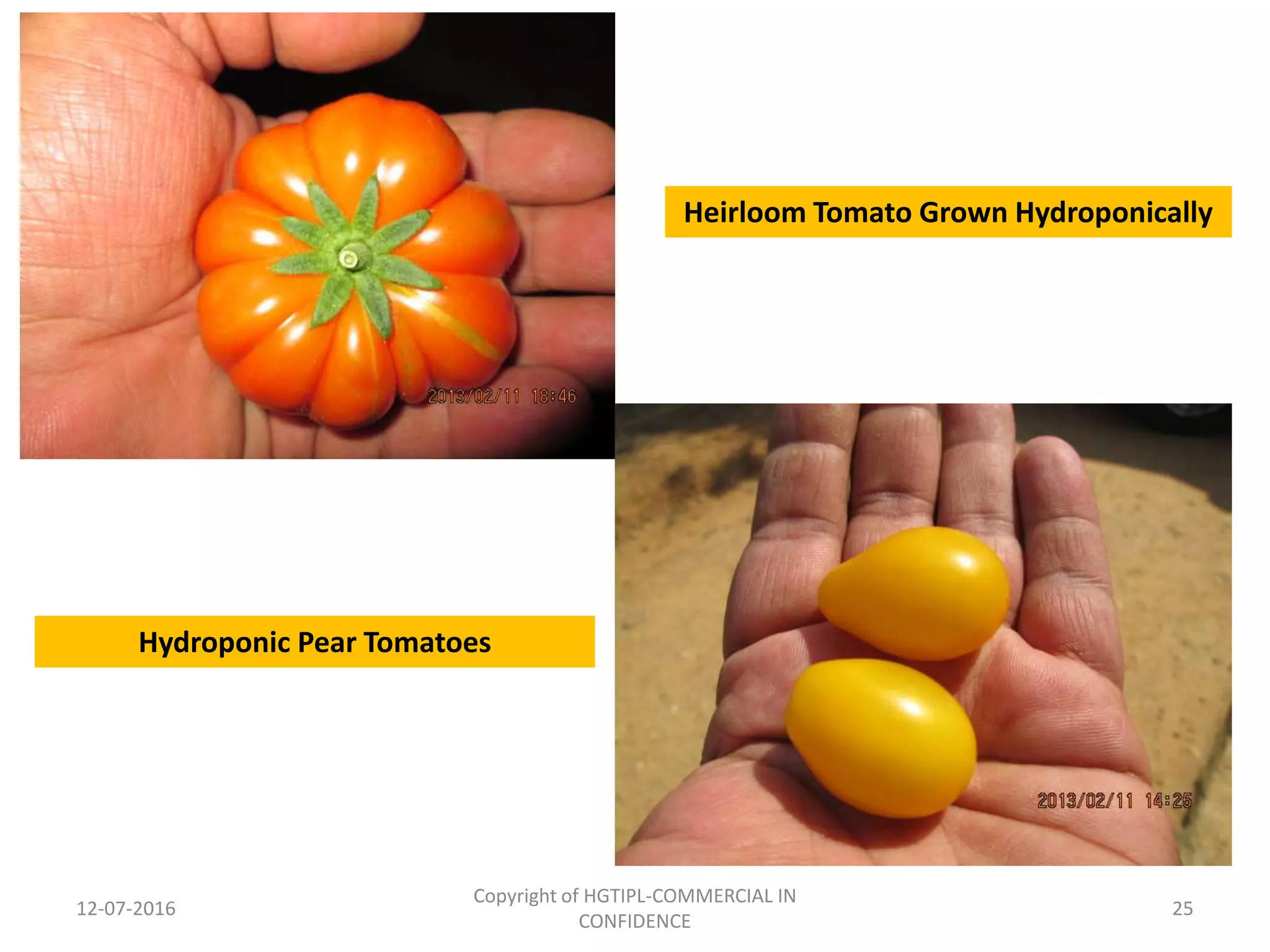 12-07-2016
Copyright of HGTIPL-COMMERCIAL IN
CONFIDENCE
25
Heirloom Tomato Grown Hydroponically
Hydroponic Pear Tomatoes
 