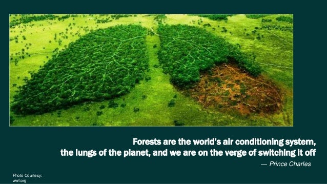 Discover The Secret To Lower Deforestation Rates In The Amazon Its All About People - 5tflq9z