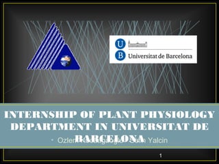 • Ozlem Kocaagaoglu - Selin Yalcin
INTERNSHIP OF PLANT PHYSIOLOGY
DEPARTMENT IN UNIVERSITAT DE
BARCELONA
1
 