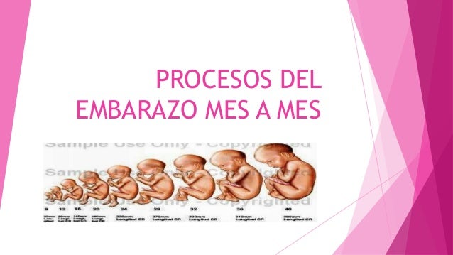 Procesos Del Embarazo Mes A Mes