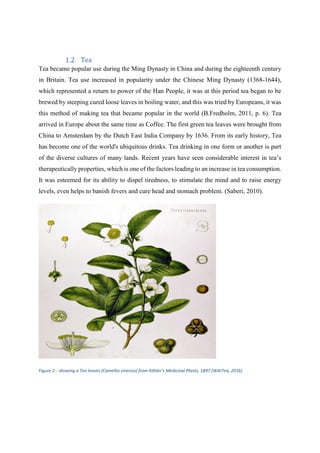 Tea
Tea became popular use during the Ming Dynasty in China and during the eighteenth century
in Britain. Tea use increased in popularity under the Chinese Ming Dynasty (1368-1644),
which represented a return to power of the Han People, it was at this period tea began to be
brewed by steeping cured loose leaves in boiling water, and this was tried by Europeans, it was
this method of making tea that became popular in the world (B.Fredholm, 2011, p. 6). Tea
arrived in Europe about the same time as Coffee. The first green tea leaves were brought from
China to Amsterdam by the Dutch East India Company by 1636. From its early history, Tea
has become one of the world's ubiquitous drinks. Tea drinking in one form or another is part
of the diverse cultures of many lands. Recent years have seen considerable interest in tea’s
therapeutically properties, which is one of the factors leading to an increase in tea consumption.
It was esteemed for its ability to dispel tiredness, to stimulate the mind and to raise energy
levels, even helps to banish fevers and cure head and stomach problem. (Saberi, 2010).
Figure 2 : showing a Tea leaves (Camellia sinensis) from Köhler's Medicinal Plants, 1897 (WikiTea, 2016)
 
