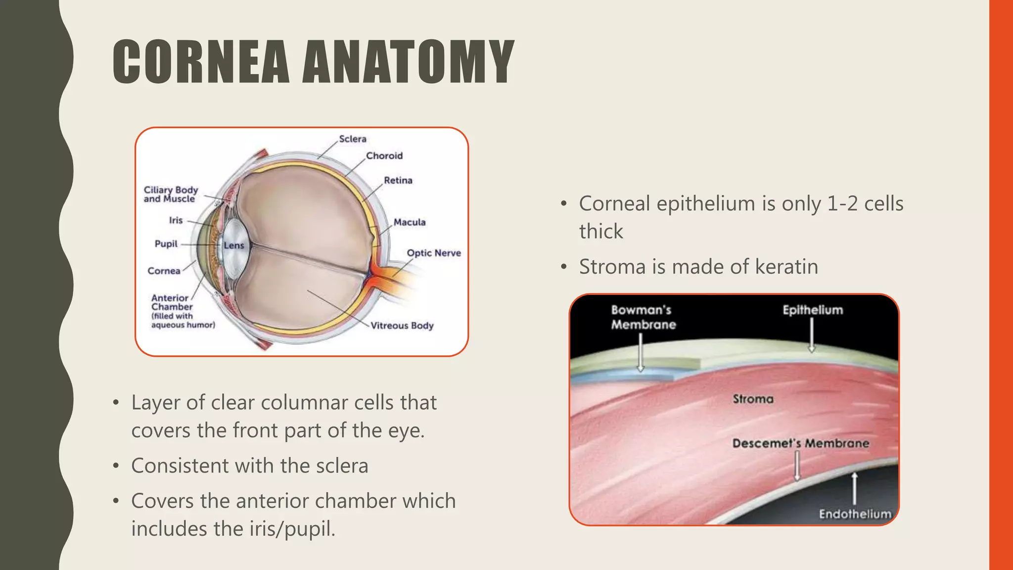 CORNEA ANATOMY
• Layer of clear columnar cells that
covers the front part of the eye.
• Consistent with the sclera
• Covers the anterior chamber which
includes the iris/pupil.
• Corneal epithelium is only 1-2 cells
thick
• Stroma is made of keratin
 