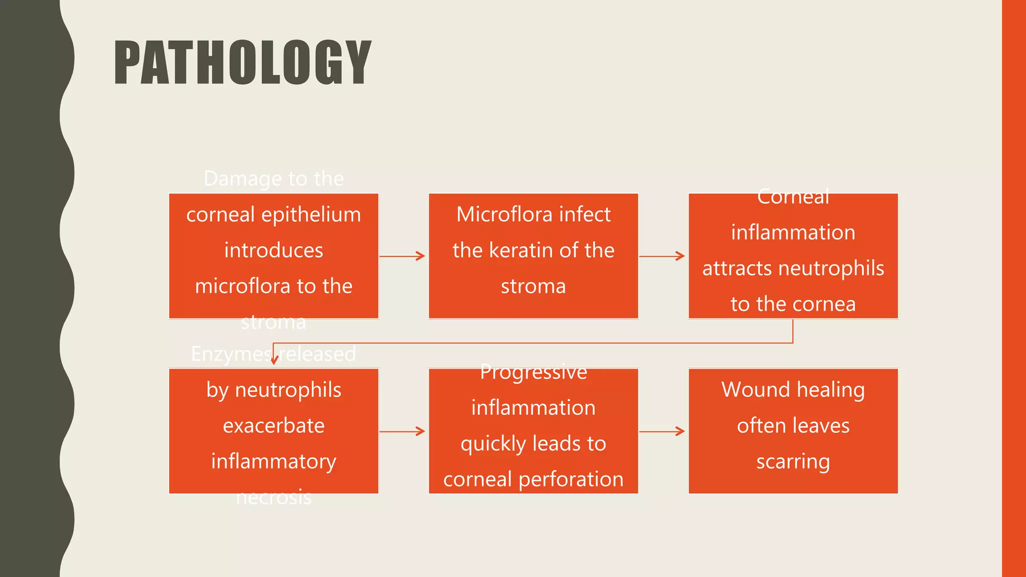 PATHOLOGY
Damage to the
corneal epithelium
introduces
microflora to the
stroma
Microflora infect
the keratin of the
stroma
Corneal
inflammation
attracts neutrophils
to the cornea
Enzymes released
by neutrophils
exacerbate
inflammatory
necrosis
Progressive
inflammation
quickly leads to
corneal perforation
Wound healing
often leaves
scarring
 