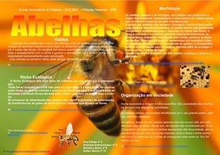 Escola Secundária de Palmela - 2012/2013 - Ciências Naturais - 8ºD
In: http://praciencia.files.wordpress.com/2012/10/abelhas.jpg
Morfologia
As abelhas, vespas e as formigas, são insetos que pertencem à
ordem Hymenoptera. Hymenoptera é uma palavra de origem grega
que se refere à presença de asas membranosas.
O grupo das abelhas, das vespas e formigas é caracterizado pelas
suas antenas bem desenvolvidas, as partes bucais são geralmente
alongadas e modificadas para a ingestão do néctar das flores, o
tórax é reduzido e fundido ao primeiro segmento abdominal, as
fêmeas tem o ovipositor modificado para cortar, perfurar ou picar.
As abelhas como outros insetos, apresentam um esqueleto exter-
no chamado exosqueleto e é constituído de quitina, o exosqueleto
fornece uma proteção para os órgãos internos além de proteger o
inseto contra a perda de água.
O corpo da abelha divide-se em três partes: a cabeça, o tórax e o
abdómen
In:http://adiversidadedomundoanimal.blogspot.pt/2011/01/morfologia-das-
Habitat
O habitat das abelhas tem o nome de Colmeia, onde as abelhas possuem uma hie-
rarquia: as operárias trabalham para trazer os alimentos (pólen e o néctar), vigiar, lim-
par e cuidar das larvas. Os zangões (em pouca quantidade) têm a função exclusiva de
fazer o acasalamento com a rainha e garantir a reprodução. Já a abelha rainha é a
responsável exclusivamente pela reprodução.
Uma colmeia de tamanho médio pode abrigar até 60 mil abelhas.
In:http://www.suapesquisa.com/mundoanimal/abelha.htm
Nicho Ecológico
O Nicho Ecológico tem dois tipos de critérios que são largura e a sobreposi-
ção.
Pode haver competição entre elas para ver qual delas é a mais forte. As abelhas
saem todos os dias da colmeia a procura de alimentos para a sua rainha para se
alimentar e produzir larvas durante todo o ano e guardam os restos para o inver-
no.
No processo de alimentação das abelhas elas fazem o processo de polonização,
de transferências de grãos de pólen para as colmeias que ajudam as flores.
In:http://www.ruadireita.com/outros/info/o-papel-das-abelhas/#axzz2Pb1bVpBY
Organização em sociedade
Numa sociedade a relação é intra-específica. Nas sociedades das abelhas
há sempre uma divisão de actividades.
As abelhas rainhas são sempre identificadas por o seu grande porte e pelo
seu abdómen comprido.
As rainhas, fazem voo de núpcias apenas uma vez na sua vida, por volta
dos nove dias de idade. Nesse voo, as copulas são constituídas por 10 ou
20 zangões. Normalmente as rainhas apresentam alta fecundidade, até ao
seu terceiro dia de vida, nos locais tropicais como o Brasil e entre outros,
nos invernos rigorosos as rainhas só conseguem viver entre os 18 e 24
meses de vida.
In:http://www.mundoeducacao.com.br/biologia/sociedade-das-abelhas.htm
Fig.2– Morfologia da Abelha.
In: http://www.saudeanimal.com.br/imagens/
abelha12.gif
Fig.1– Organização em sociedade da abelha
In: http://www.produseapicole.ro/files/news/apicultura-
Ana Patrão nº 2
Andreea Dobroviceanu nº 3
Daniela Lázaro nº 8
Ketlen Muniz nº 14
 