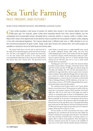 26 | SWOT Report
Sea Turtle Farming
PAST, PRESENT, AND FUTURE?
By NEIL D’CRUZE, MARGARET BALASKAS, TOM MORRISON, and RACHEL ALCOCK
Green turtles provided a vital source of protein for settlers who arrived in the Cayman Islands more than
300 years ago. For centuries, green turtles were harvested directly from their natural habitats, but the
unregulated and unsustainable harvest ultimately led to a dramatic decline in Cayman turtles in modern times.
Many other nations that experienced similar declines chose to prohibit the consumption of green turtles, keeping
in line with international legislation. The Cayman Islands took a different path and, in 1968, decided to turn to
the commercial production of green turtles. Today, turtle stew remains the national dish, and turtle burgers are
available on restaurant menus for both locals and tourists alike.
The Cayman Turtle Farm is now the only sea turtle farm left in
the world, and it is still producing green turtle meat for local consump-
tion. The farm is also engaged in turtle research and conservation.
It is the most visited tourist attraction in the country, annually
receiving hundreds of thousands of visitors who come to hold and have
their picture taken with a farmed turtle. This government-owned
tourist facility is currently home to a single hawksbill turtle, around
18 critically endangered Kemp’s ridley turtles, and more than
9,500 endangered green turtles. Until recently, the farm also engaged
in a “head-start” program, whereby farmed green turtles were main-
tained in captivity until they were 9 to 12 months old before being
released into the wild when they were at a size at which natural
mortality factors are minimized.
Founding green turtle “stock” was taken from Ascension Island,
Costa Rica, Guyana, Mexico, Nicaragua, and Suriname between 1968
and 1978. In total, more than 477,000 eggs were collected, along with
148 adults and subadults. By 1978, the farm demonstrated that it
could breed new eggs, hatch them, and rear a green turtle to maturity
without needing to obtain additional wild eggs. However, deep contro-
versy ensued over whether the farm had legitimately achieved this
breeding program in a manner that met Convention on International
Trade in Endangered Species (CITES) definitions of the time. As a
result of those concerns, a 1979 CITES ruling prohibited the interna-
tional trade of green turtles and their products.
The continued survival of green turtles in the Cayman Islands
remains a conservation concern. Yet restaurateurs are quick to allay any
unease that a conscientious consumer (both Caymanian and tourist)
might have. After all, the turtle meat in their burger was reared in
captivity, so consumption poses no threat to wild populations. Some
go as far as to claim that the farm is a critical conservation tool and was
directly responsible for the increases in nesting greens that have been
observed in the Caymans. The restaurateurs argue that the legal sale of
farmed turtle meat is the only effective way to stop people from taking
green turtles from the wild. Moreover, the farm has released more than
31,000 captive-born green turtles into the wild as part of its head-start
program, which has been in place for 37 years.
For four decades, sea turtle conservationists have been at odds
regarding the exact contribution that the farm has made. Debate has
focused on whether the two strategies used at the farm—sale of farmed
turtle meat and release of farmed turtles—are having a positive or a
negative effect on wild sea turtle populations. Those who oppose the
farm have expressed concerns that any increase in the availability of
turtle meat on the market will only stimulate demand. Furthermore,
 