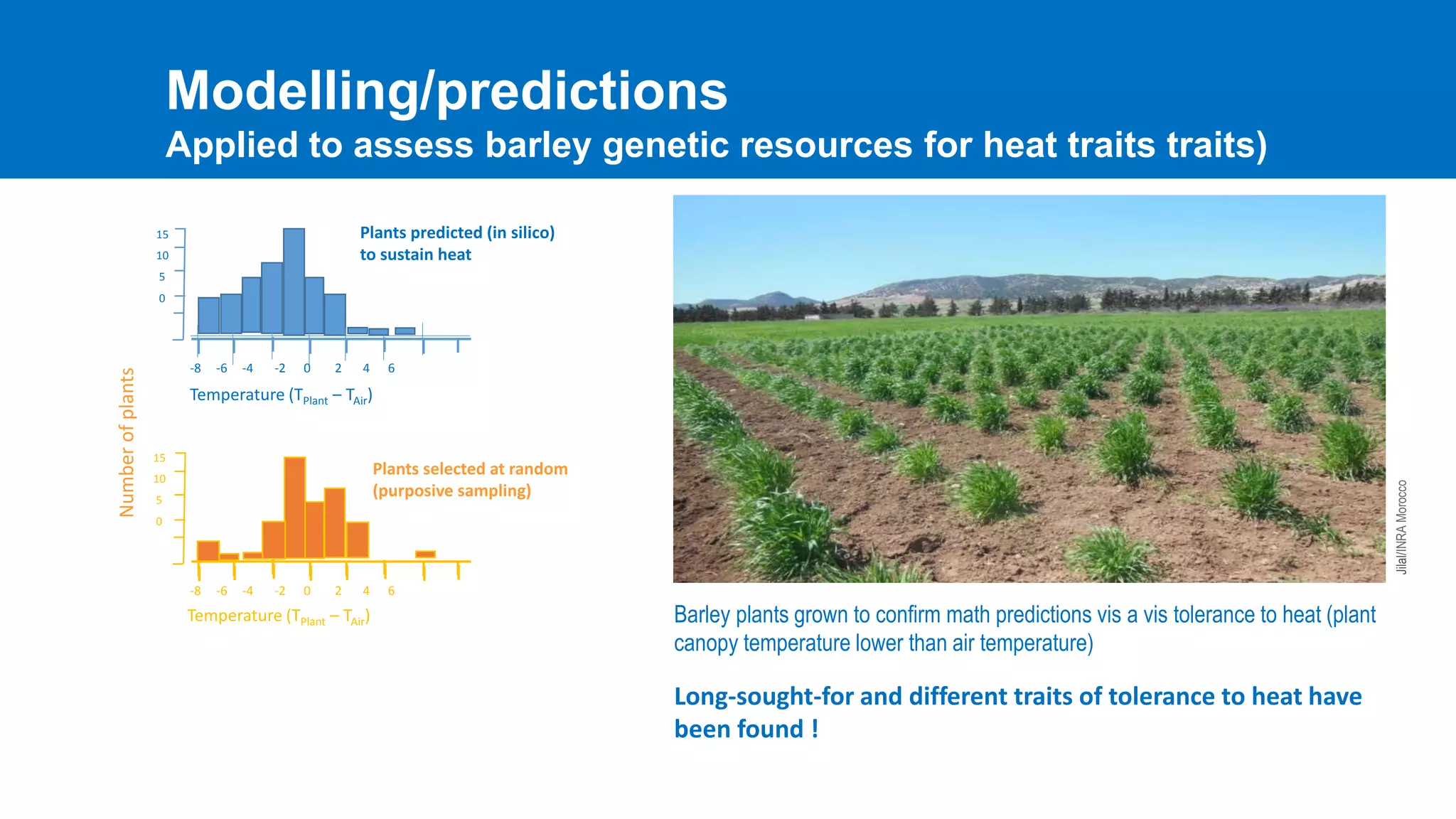 Barley plants grown to confirm math predictions vis a vis tolerance to heat (plant
canopy temperature lower than air temperature)
-8 -6 -4 -2 0 2 4 6
-8 -6 -4 -2 0 2 4 6
15
10
5
0
15
10
5
0
Plants predicted (in silico)
to sustain heat
Plants selected at random
(purposive sampling)
Temperature (TPlant – TAir)
Temperature (TPlant – TAir)
Numberofplants
Jilal/INRAMorocco
Modelling/predictions
Applied to assess barley genetic resources for heat traits traits)
Long-sought-for and different traits of tolerance to heat have
been found !
 
