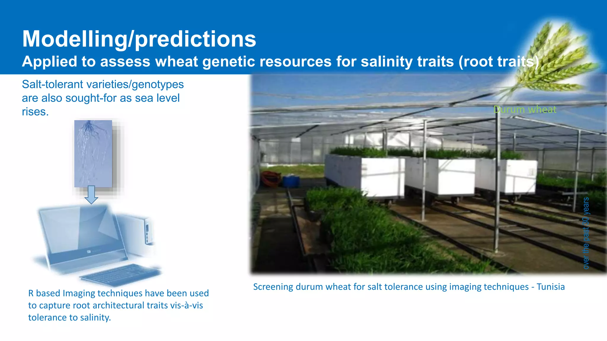 Salt-tolerant varieties/genotypes
are also sought-for as sea level
rises.
Screening durum wheat for salt tolerance using imaging techniques - Tunisia
overthepast30years
R based Imaging techniques have been used
to capture root architectural traits vis-à-vis
tolerance to salinity.
Durum wheat
Modelling/predictions
Applied to assess wheat genetic resources for salinity traits (root traits)
 