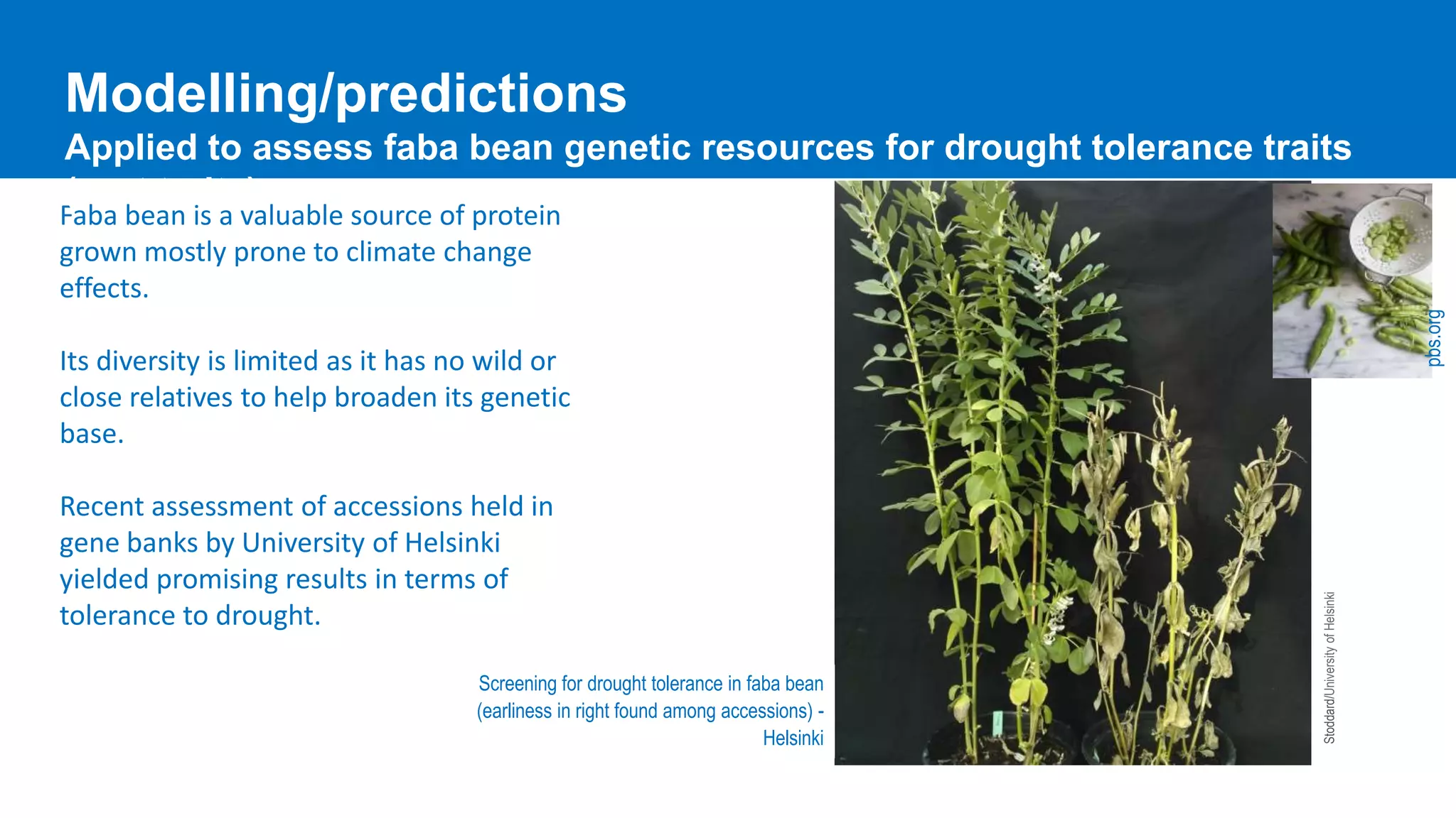 Faba bean is a valuable source of protein
grown mostly prone to climate change
effects.
Its diversity is limited as it has no wild or
close relatives to help broaden its genetic
base.
Recent assessment of accessions held in
gene banks by University of Helsinki
yielded promising results in terms of
tolerance to drought.
Screening for drought tolerance in faba bean
(earliness in right found among accessions) -
Helsinki
Stoddard/UniversityofHelsinki
pbs.org
Modelling/predictions
Applied to assess faba bean genetic resources for drought tolerance traits
(root traits)
 