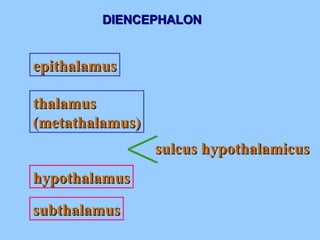 DIENCEPHALON hypothalamus thalamus (metathalamus) epithalamus sulcus hypothalamicus subthalamus 