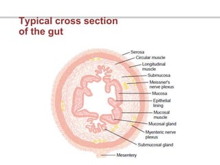 Gut Column digestives system Physiology | PPT