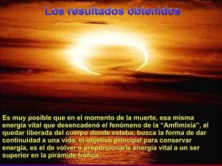 Los resultadosobtenidosEs muyposibleque en el momento de la muerte, esamismaenergía vital quedesencadenó el fenómeno de la “Amfimixia”, al quedarliberada del cuerpodondeestaba, busca la forma de darcontinuidad a unavida, el objetivo principal paraconservarenergía, es el de volver a proporcionarleenergía vital a un ser superior en la pirámidetrófica. 
