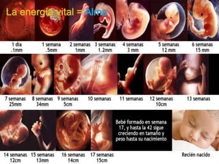 La energíavital = Alma 