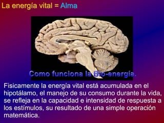 La energía vital = Alma Como funciona la Bio-energía.Fisicamente la energía vital estáacumulada en el hipotálamo, el manejo de suconsumodurante la vida, se refleja en la capacidad e intensidad de respuesta a los estímulos, suresultado de una simple operaciónmatemática.