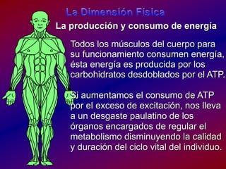 La DimensiónFísicaLa producción y consumo de energíaTodos los músculos del cuerpoparasufuncionamientoconsumenenergía, éstaenergíaesproducidapor los carbohidratosdesdobladospor el ATP.Si aumentamos el consumo de ATP por el exceso de excitación, noslleva a un desgastepaulatino de los órganosencargados de regular el metabolismodisminuyendo la calidad y duración del ciclo vital del individuo.