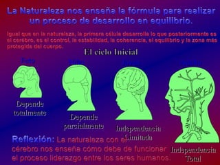 La Naturalezanosenseña la fórmulapararealizar un proceso de desarrollo en equilibrio.Igualque en la naturaleza, la primeracéluladesarrolla lo queposteriormentees el cerébro, es el control, la estabilidad, la coherencia, el equilibrio y la zonamásprotegida del cuerpo.El cicloInicialFetoNiñoJóvenAdultoDependetotalmenteDepende parcialmenteIndependencia LimitadaReflexión:La naturaleza con elcérebronosenseñacómodebe de funcionarel procesoliderazgo entre los sereshumanos.Independencia Total