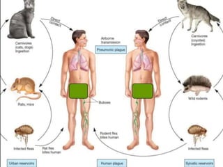 8. Disease causing microorganisms (Microbiology)