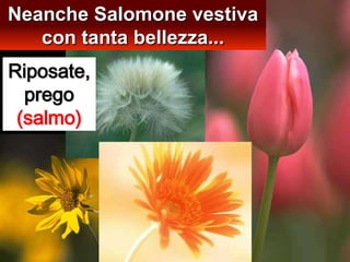 Neanche Salomone vestiva con tanta bellezza... Riposate, prego (salmo)